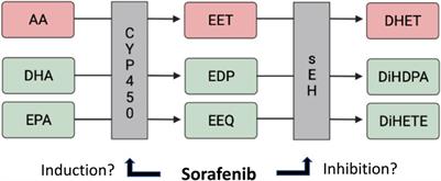 Sorafenib increases cytochrome P450 lipid metabolites in patient with hepatocellular carcinoma